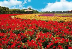 花海动漫,描绘青春梦想的奇幻画卷