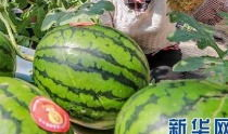 临县吃瓜事件最新爆料信息,最新爆料揭露惊人内幕